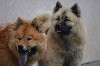  - Bientot 2 portées d'Eurasier