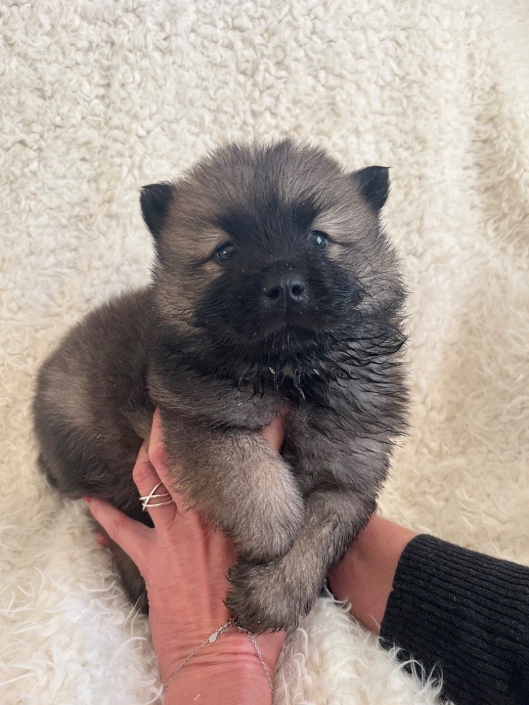 du domaine de l'écluse - Chiot disponible  - Eurasier