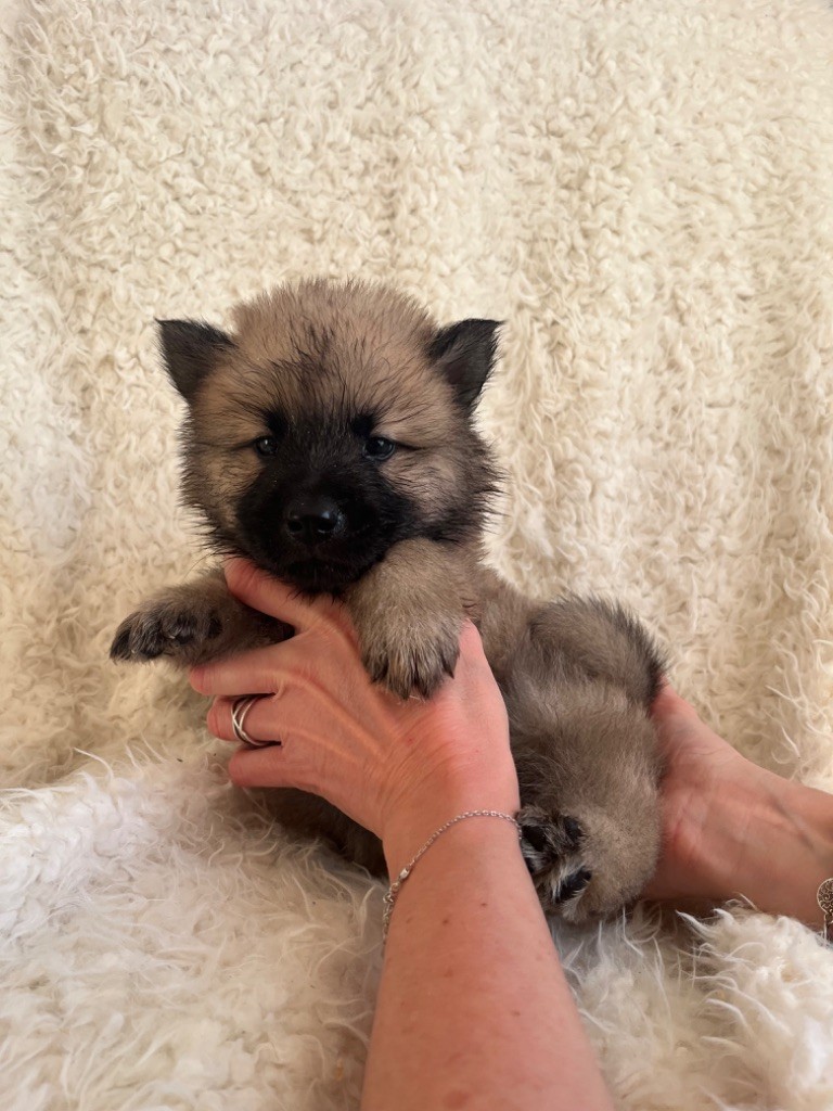 du domaine de l'écluse - Chiot disponible  - Eurasier