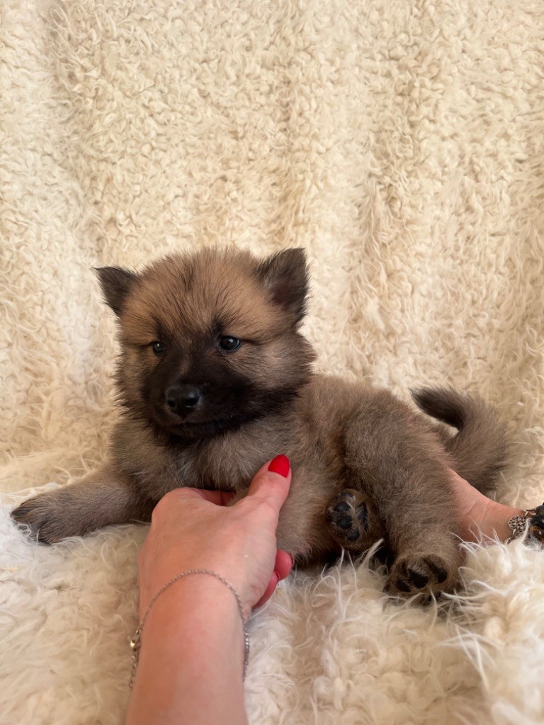 du domaine de l'écluse - Chiot disponible  - Eurasier