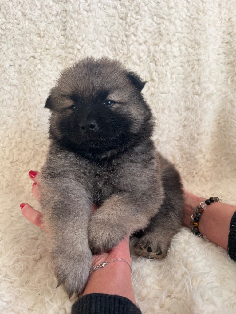 du domaine de l'écluse - Chiot disponible  - Eurasier