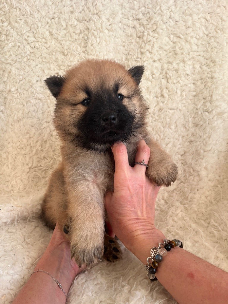 du domaine de l'écluse - Chiot disponible  - Eurasier