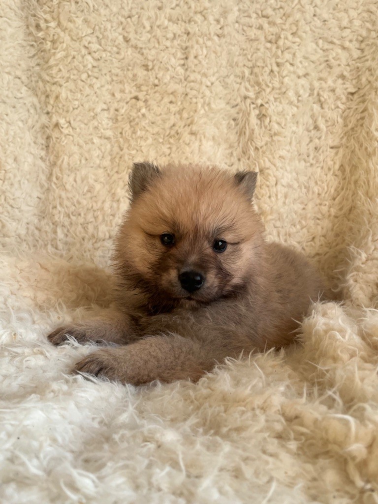 du domaine de l'écluse - Chiot disponible  - Eurasier