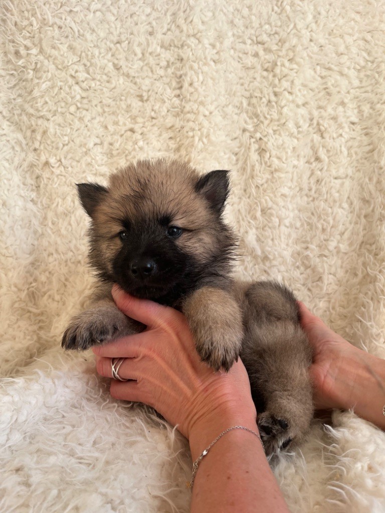 du domaine de l'écluse - Chiot disponible  - Eurasier