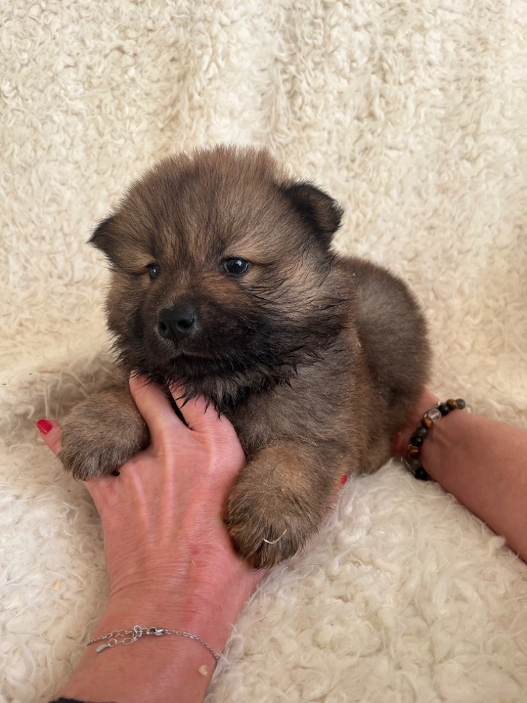 du domaine de l'écluse - Chiot disponible  - Eurasier