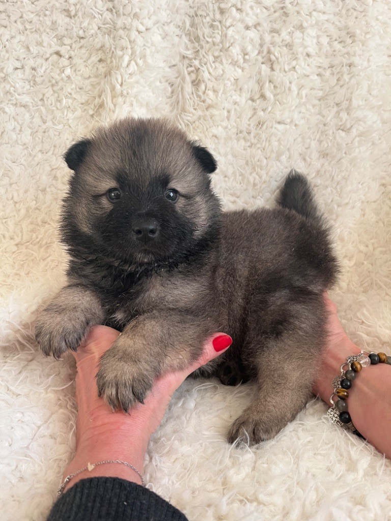 du domaine de l'écluse - Chiot disponible  - Eurasier