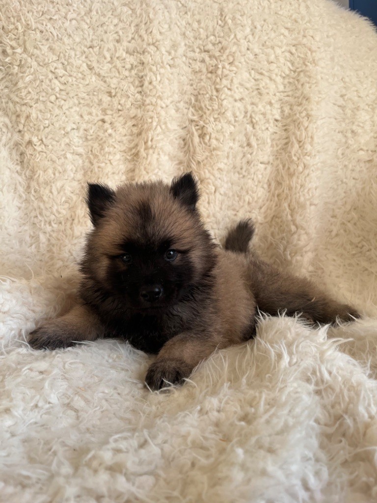 du domaine de l'écluse - Chiot disponible  - Eurasier