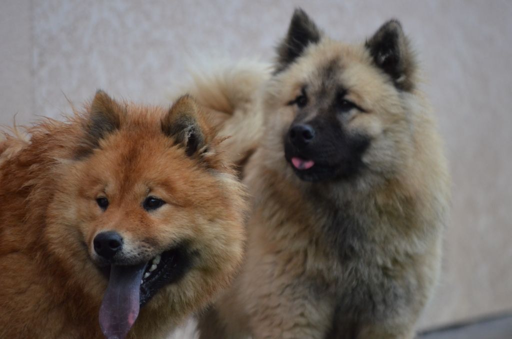 A réserver 2 portées d'Eurasier