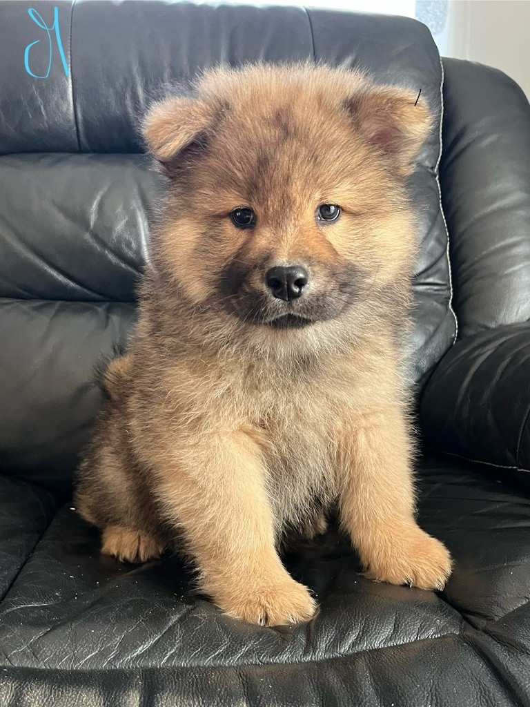 du domaine de l'écluse - Chiots disponibles - Eurasier