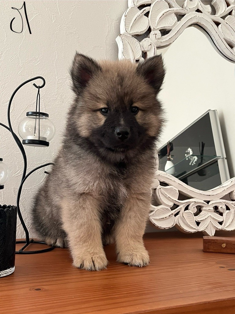 du domaine de l'écluse - Chiots disponibles - Eurasier