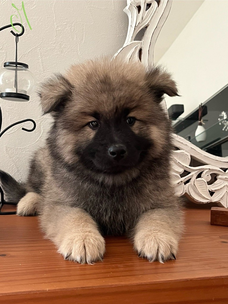 du domaine de l'écluse - Chiots disponibles - Eurasier