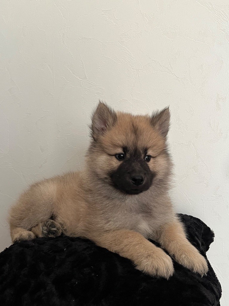 du domaine de l'écluse - Chiots disponibles - Eurasier