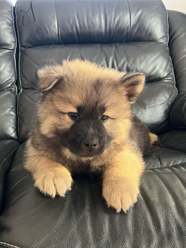 du domaine de l'écluse - Chiots disponibles - Eurasier